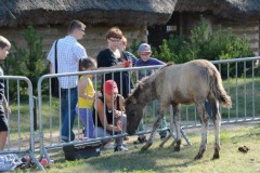 PRZYGODA ZE STADNINĄ ULKOWY - 01.08.2015 R