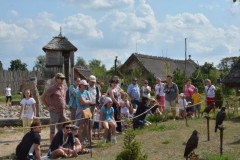 POKAZ PTAKÓW DRAPIEŻNYCH 29.08.2015