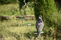 Pokaz ptaków drapieżnych 26.08.2020r.