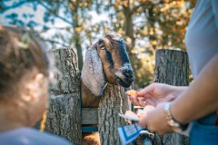 zakonczenie-wakacji-10